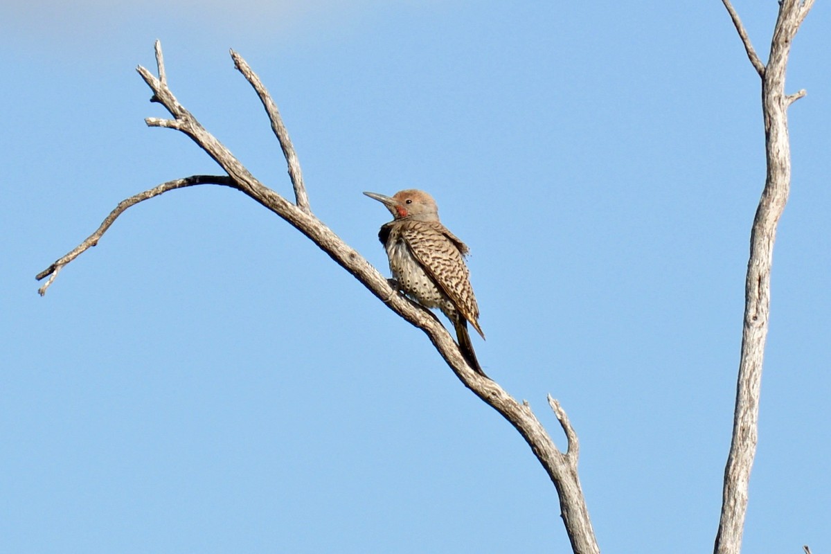 Gilded Flicker - ML156983331