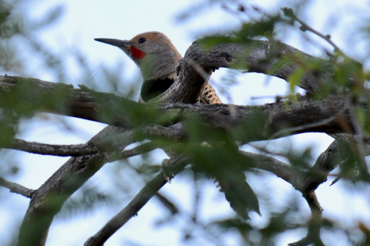 Gilded Flicker - Tim DeJonghe