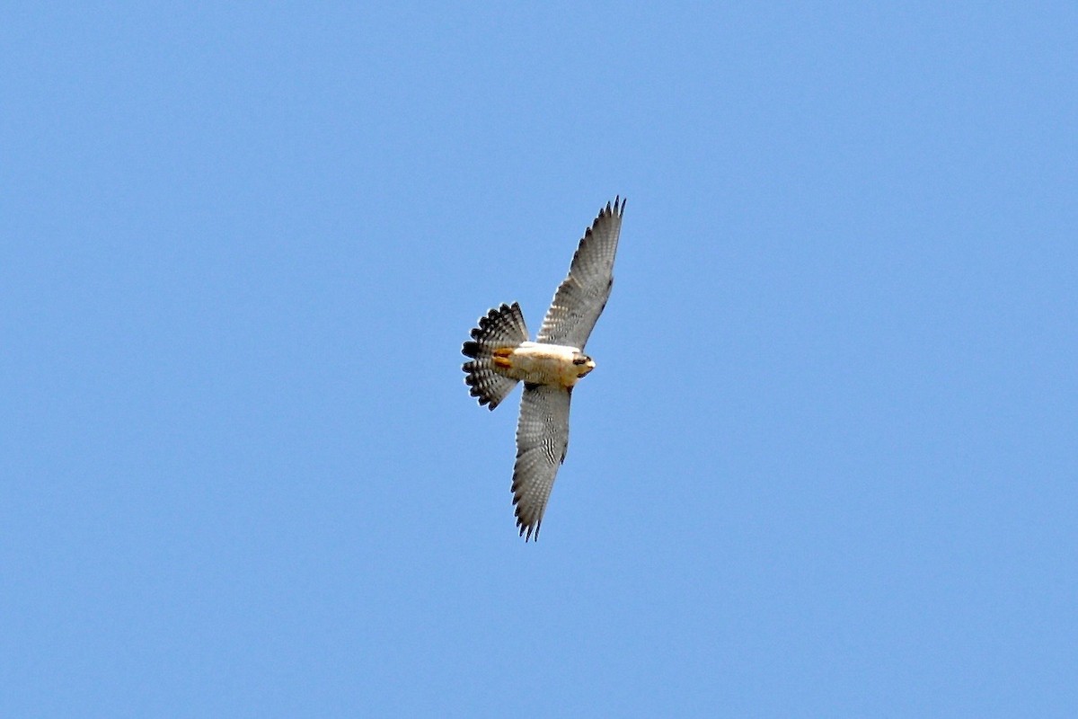 Peregrine Falcon - Tim DeJonghe