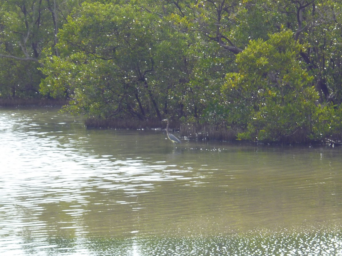 Tricolored Heron - Vanburen Ward Bolivar