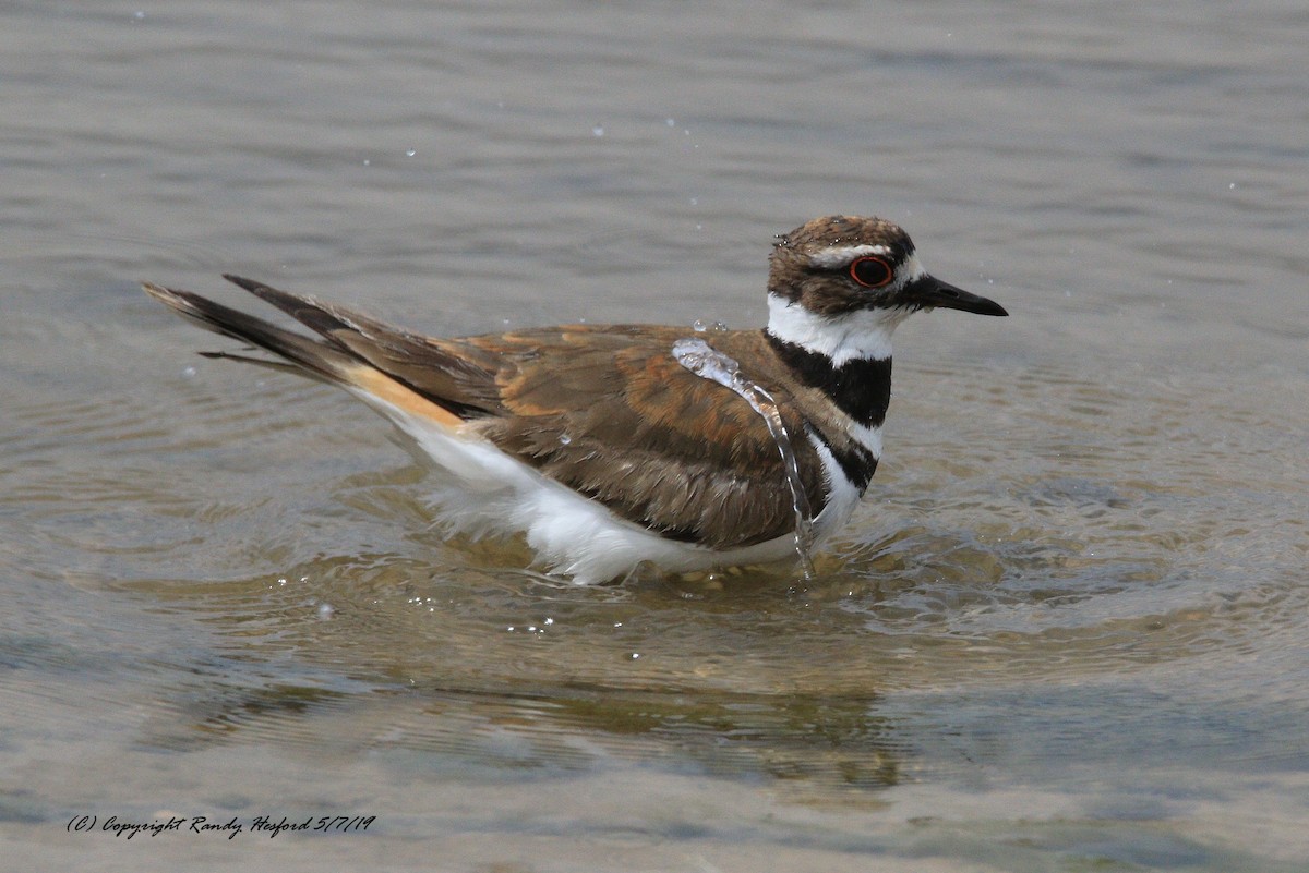 Killdeer - ML156984451