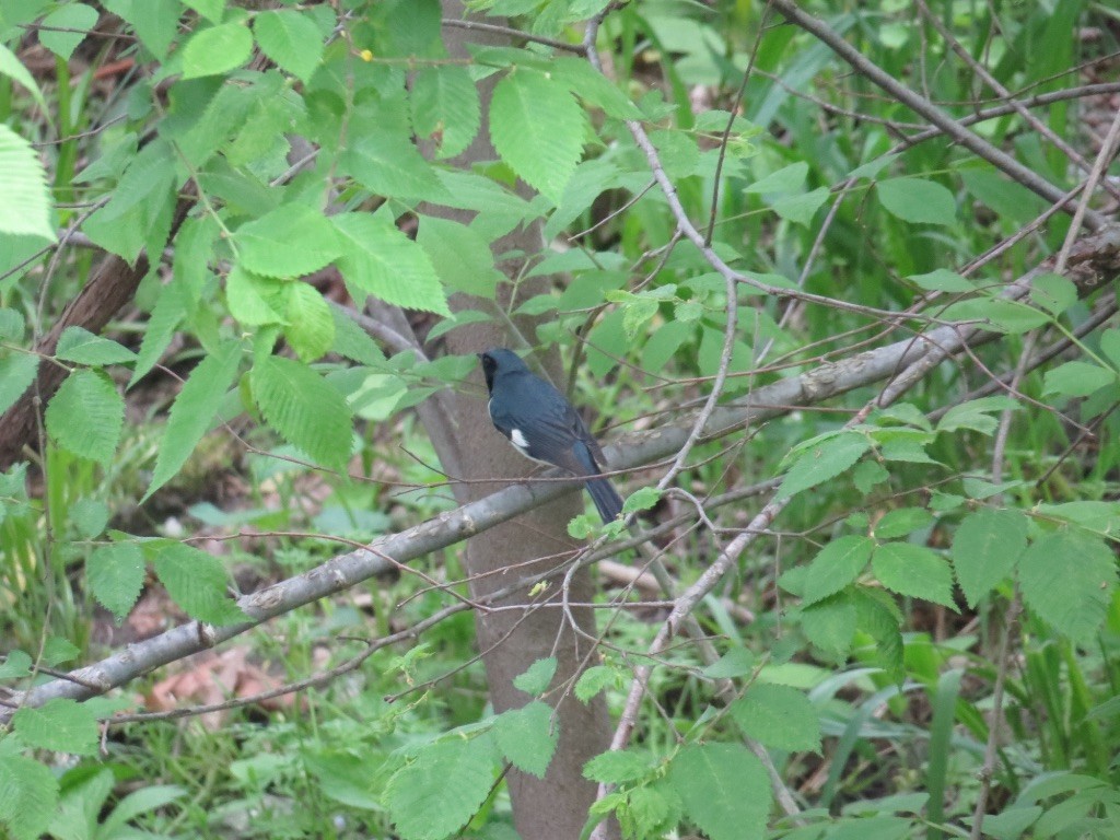 Black-throated Blue Warbler - ML156984511