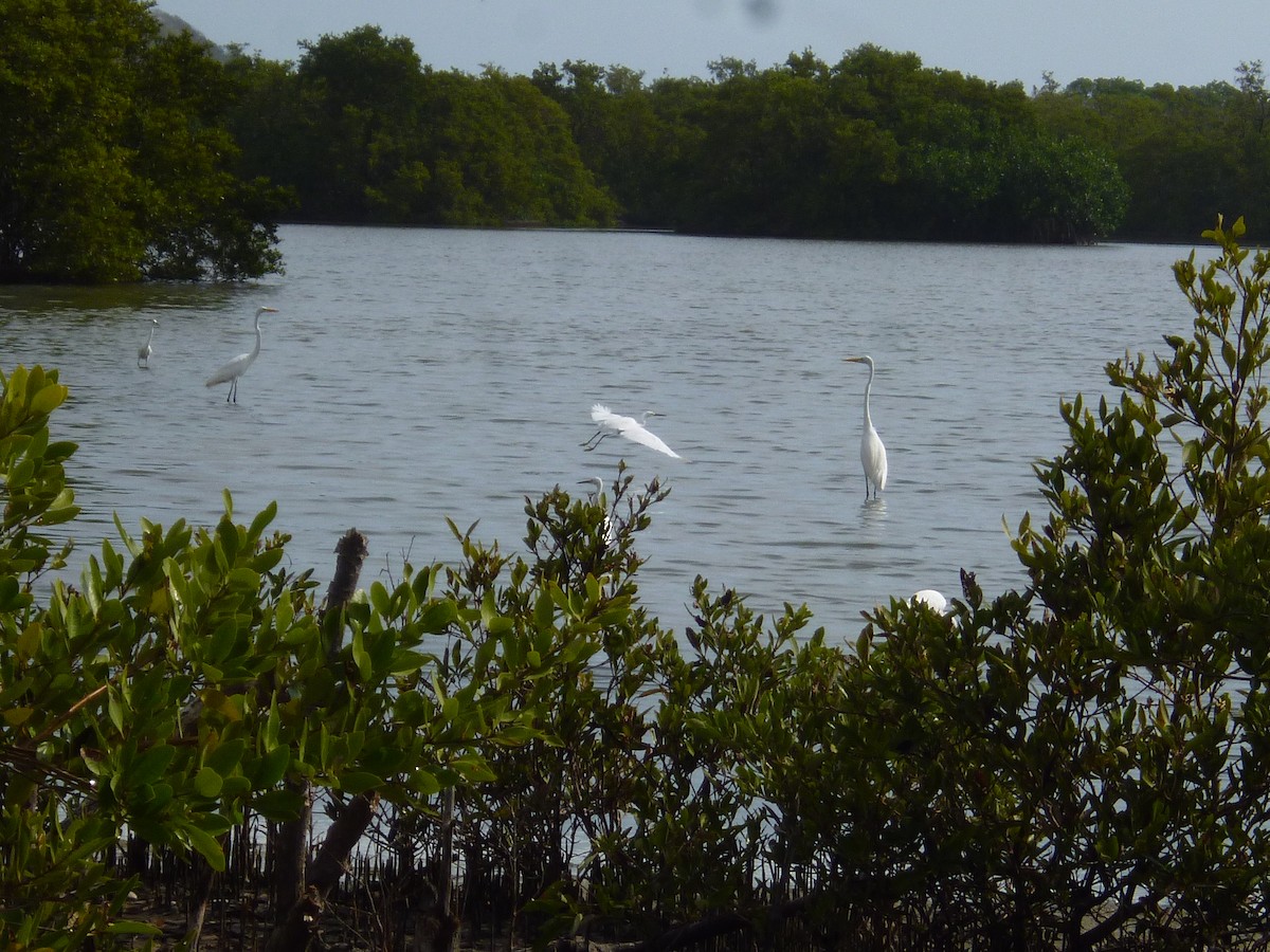 Great Egret - ML156984771