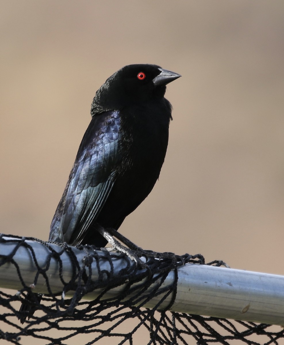 Bronzed Cowbird - ML156984941