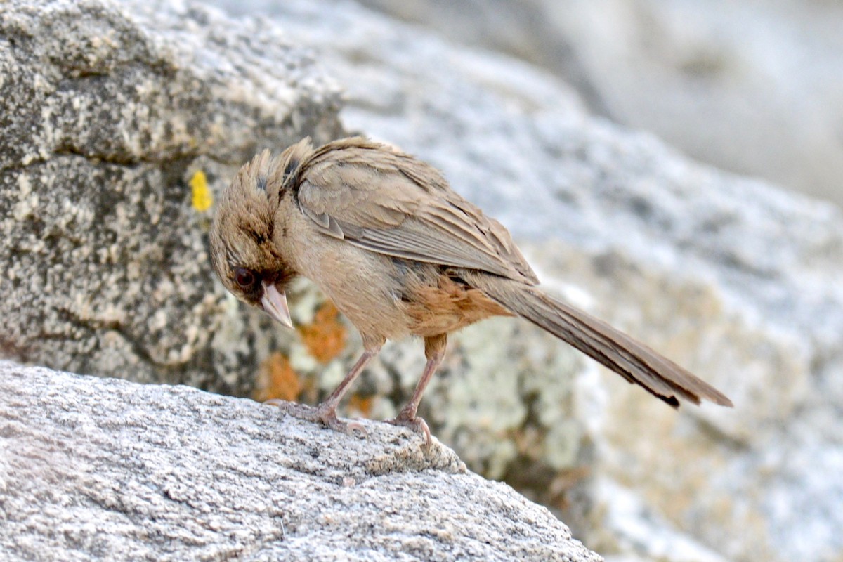 Abert's Towhee - Tim DeJonghe