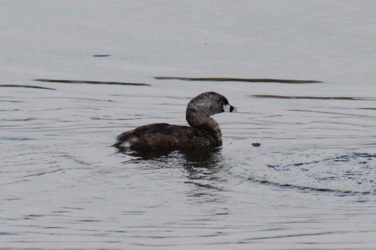 Pied-billed Grebe - ML156986441