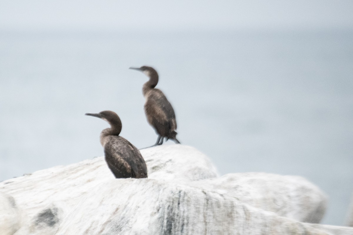 Brandt's Cormorant - ML156986611