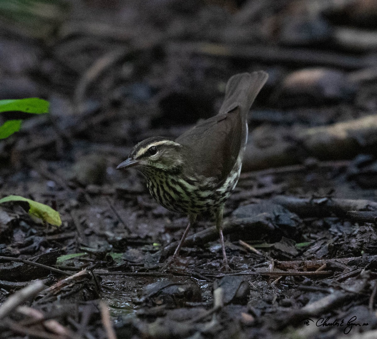 Northern Waterthrush - ML156986831