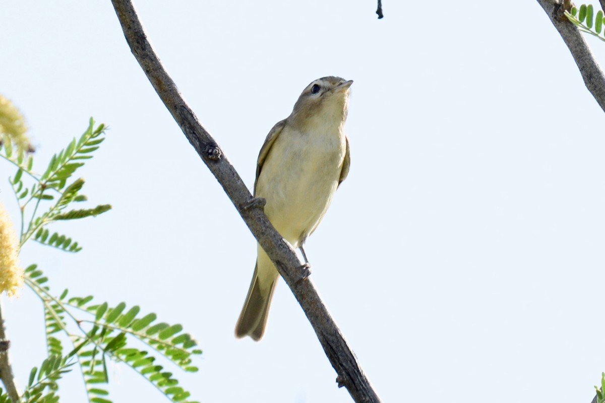 Ötücü Vireo - ML156987501