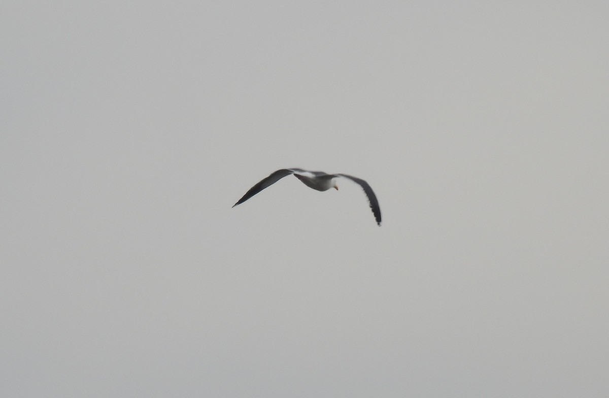 Western Gull - ML156987521