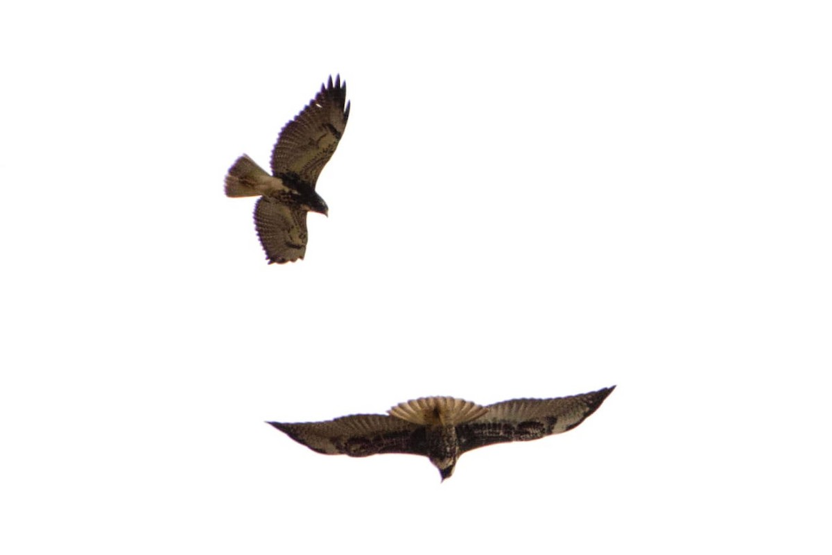 White-tailed Hawk - Juan  Mendoza