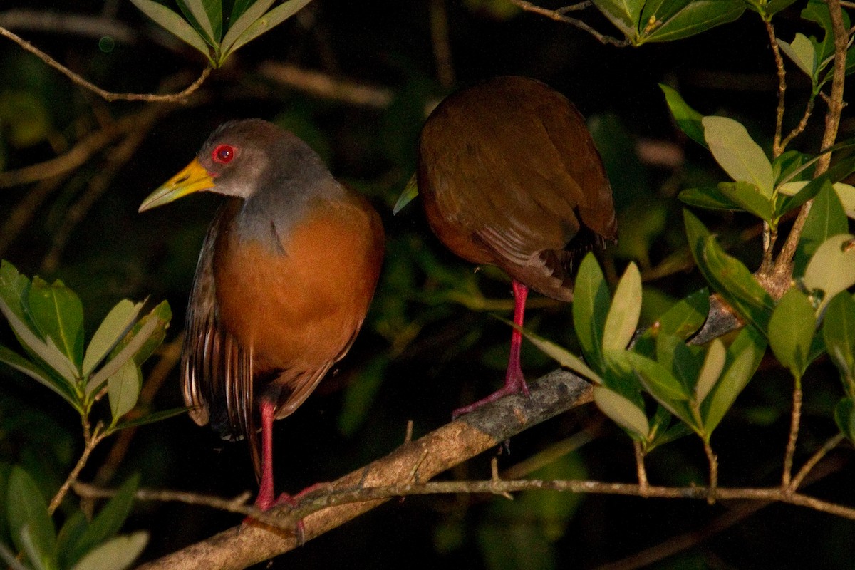 Gray-cowled Wood-Rail - ML156992471