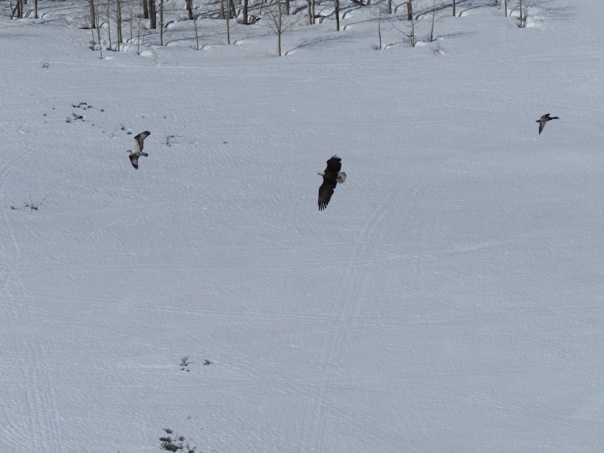 Weißkopf-Seeadler - ML156993271