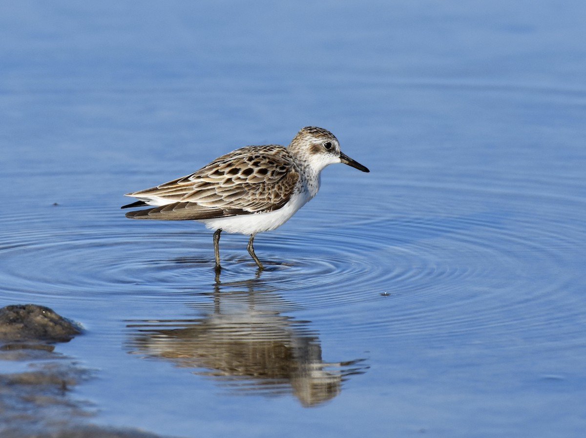 Semipalmated Sandpiper - Marie Lehmann