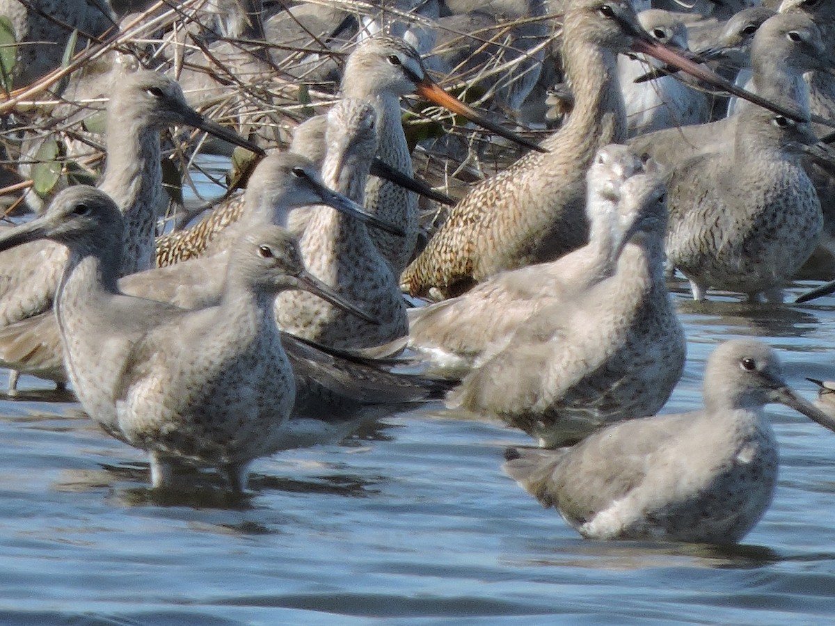 Hudsonian Godwit - ML156995371