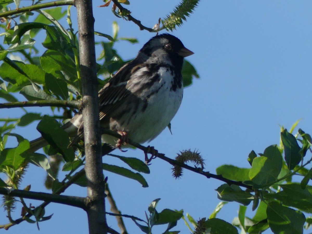 Harris's Sparrow - Mike Green