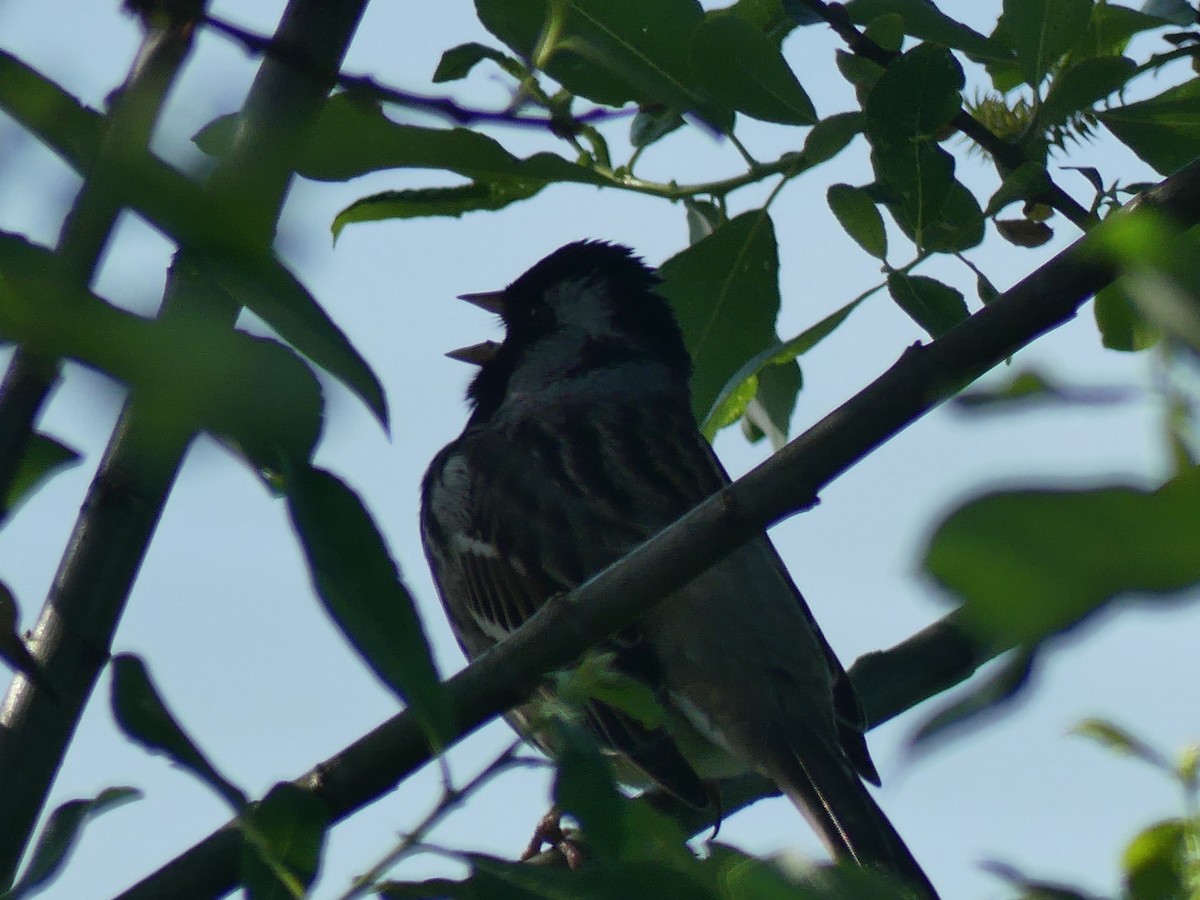 Harris's Sparrow - Mike Green