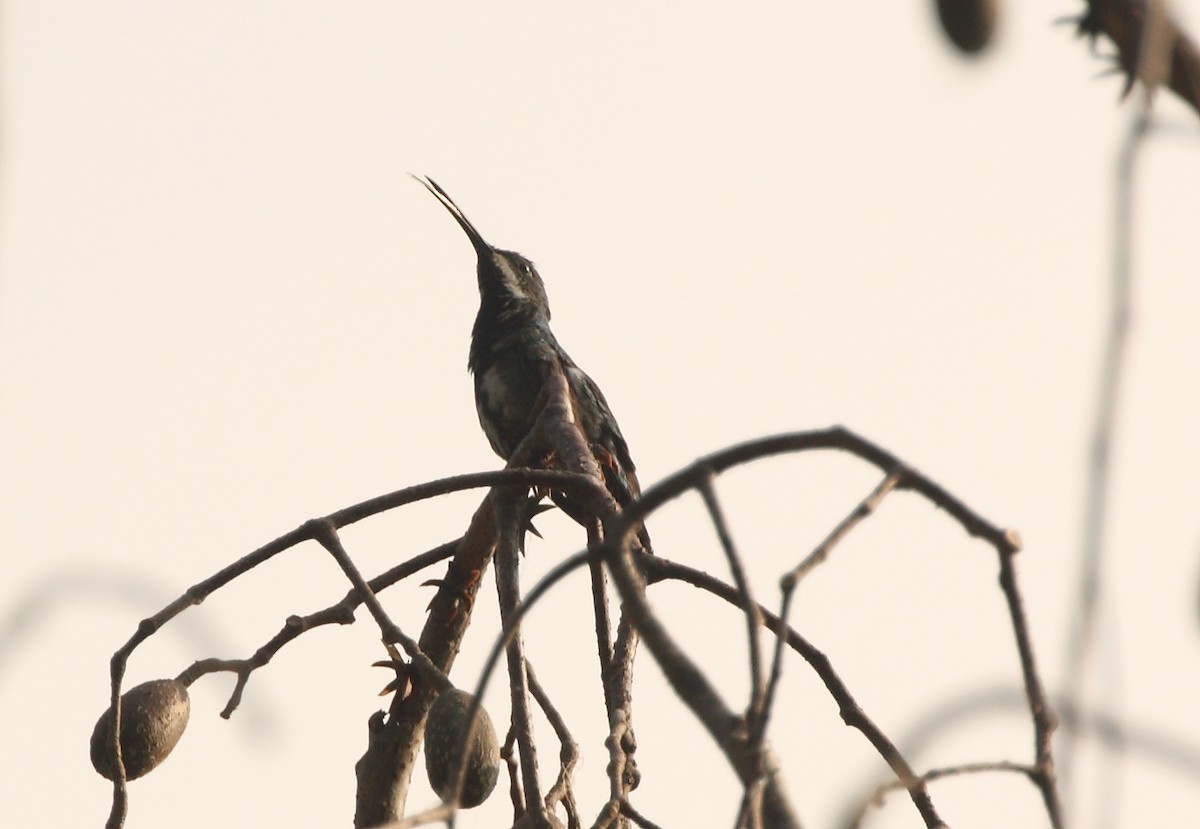 kolibřík lesklý - ML156996281