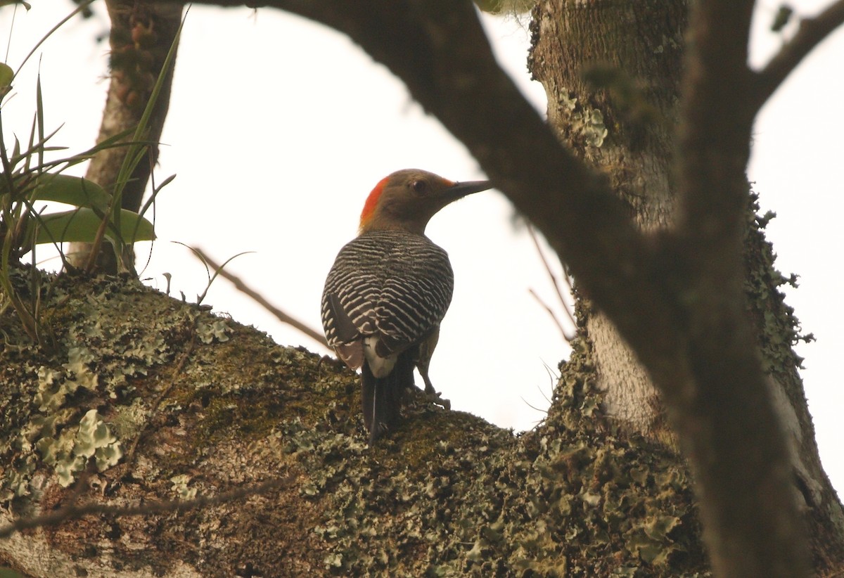 Carpintero Frentidorado (grupo santacruzi) - ML156996651