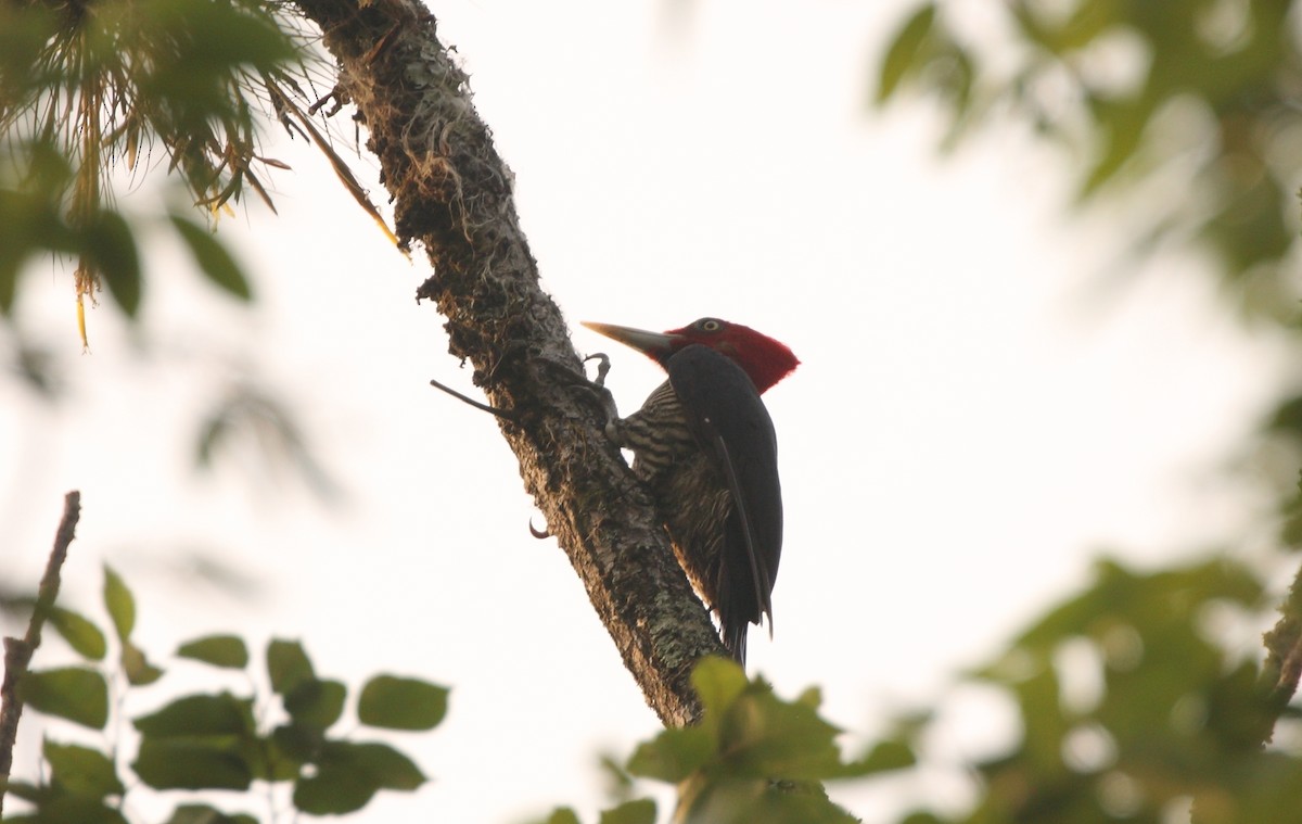 Pale-billed Woodpecker - Anuar López