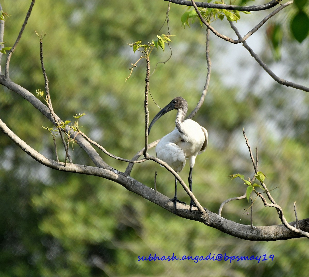 Black-headed Ibis - ML156997411