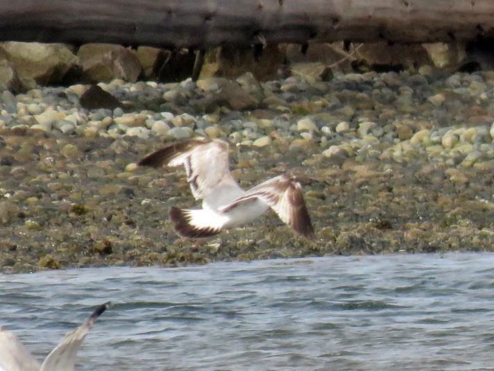 Ring-billed Gull - ML156997951