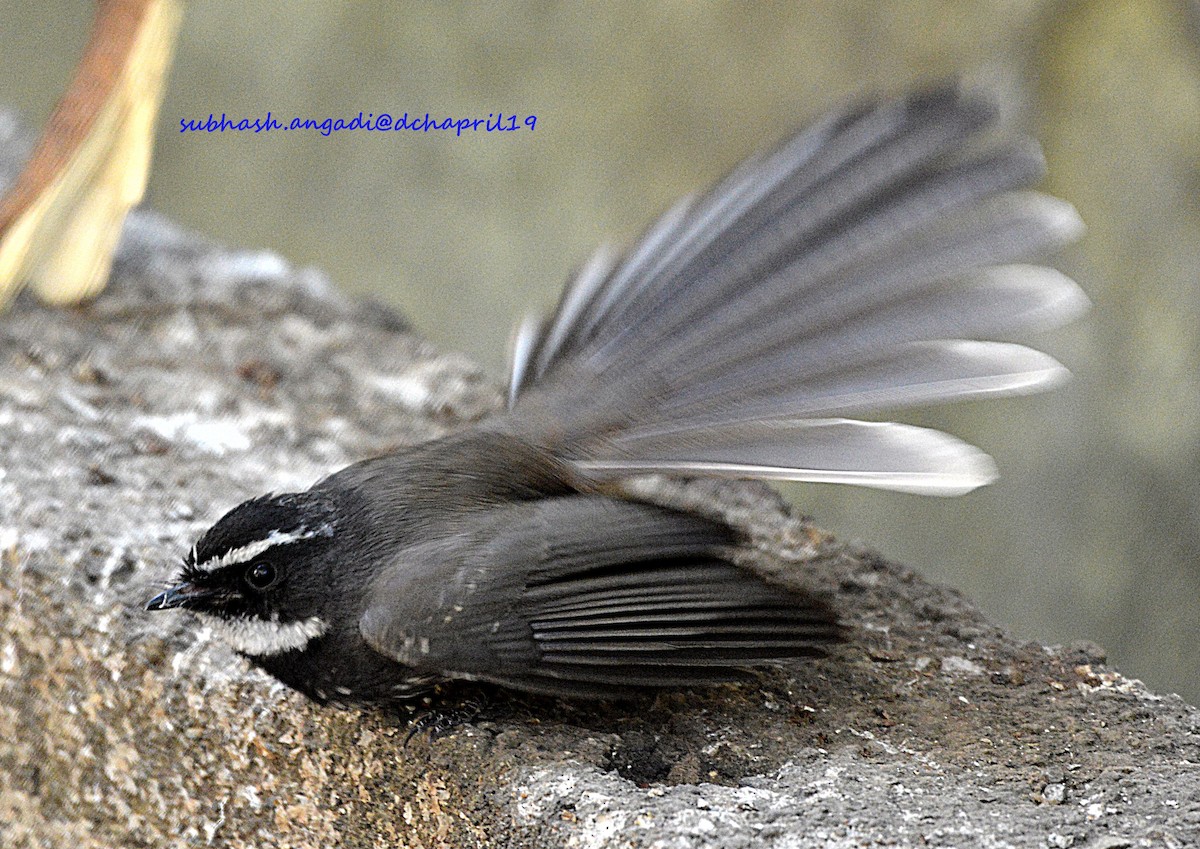 Spot-breasted Fantail - ML156998011