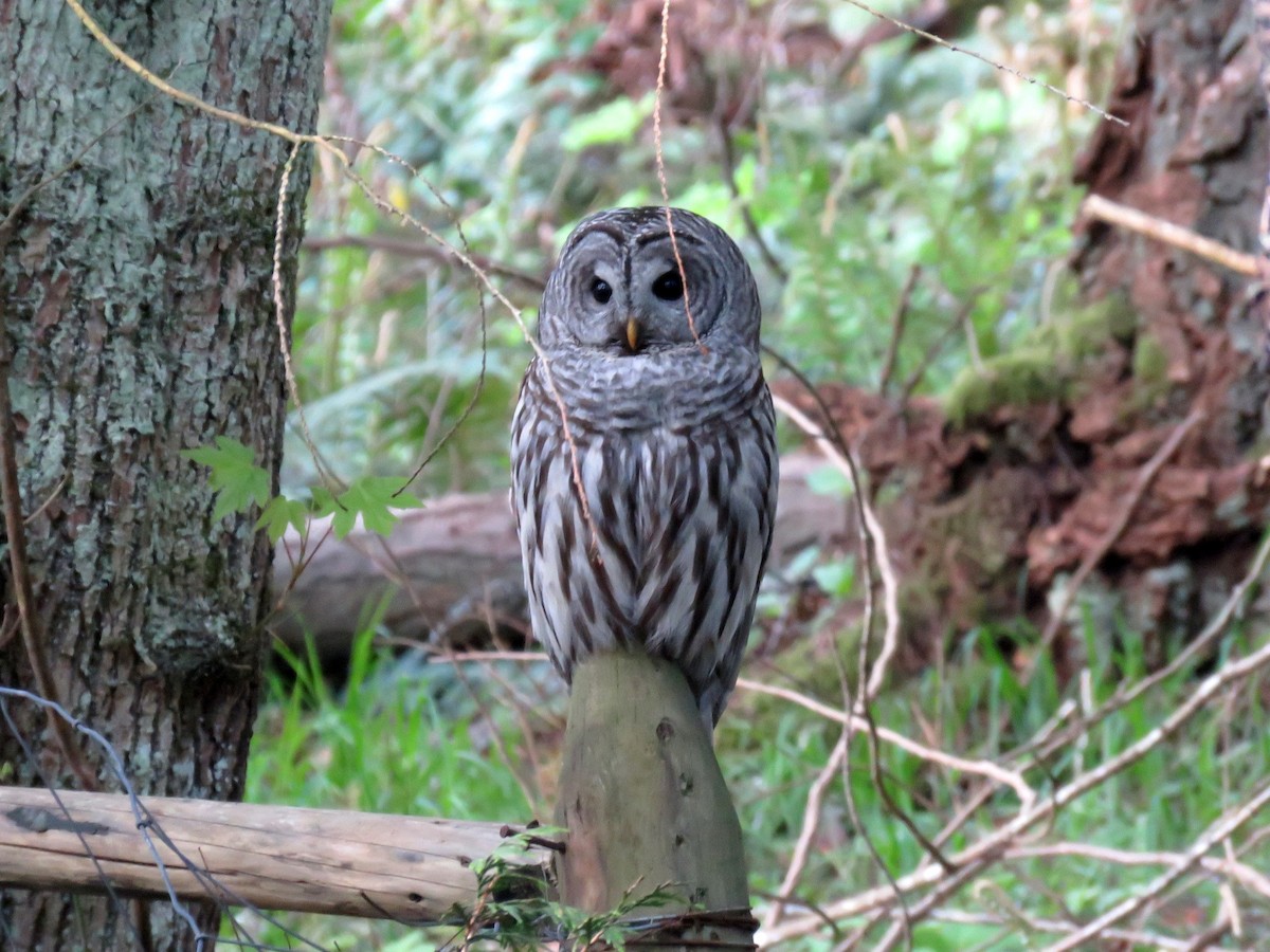Barred Owl - ML156999301