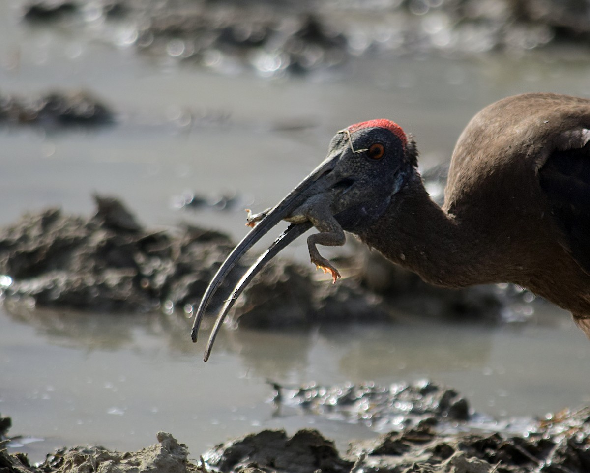 ibis bradavičnatý - ML156999791