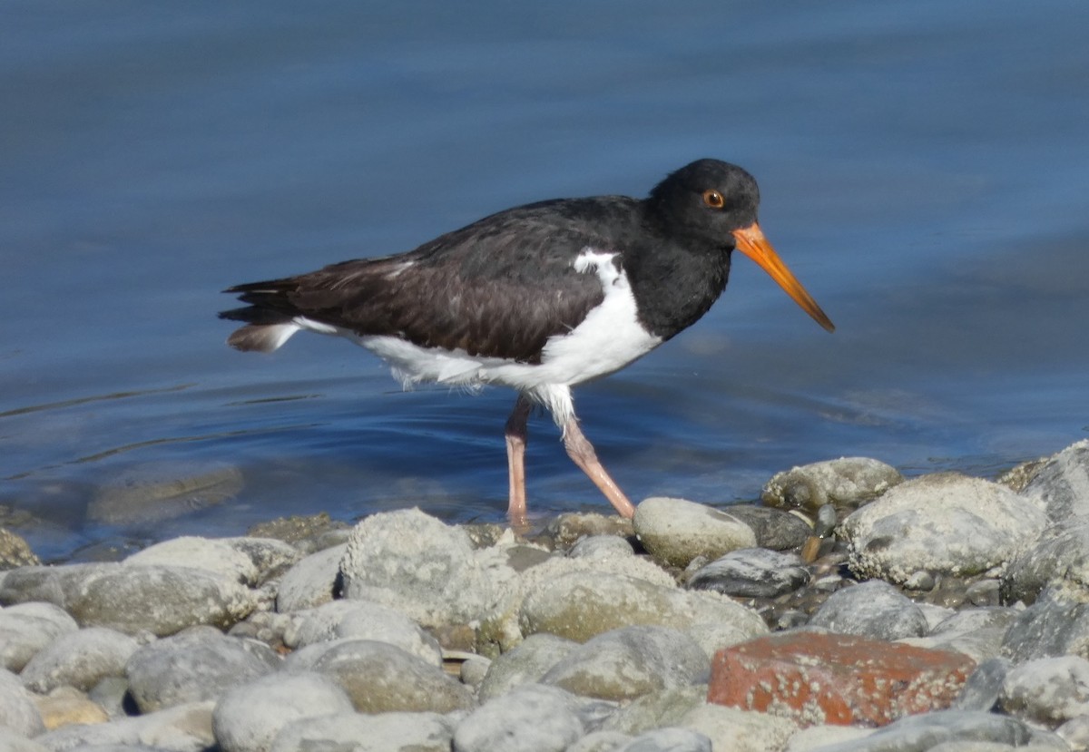 ミナミミヤコドリ - ML157000831