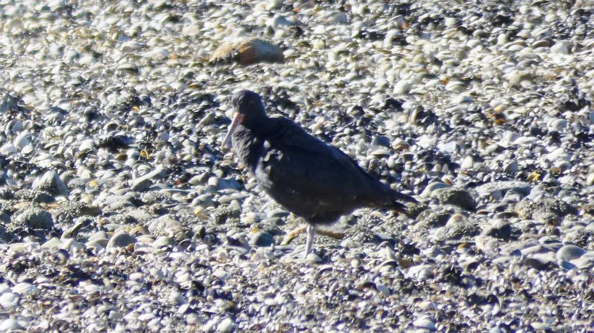 ニュージーランドミヤコドリ - ML157000871