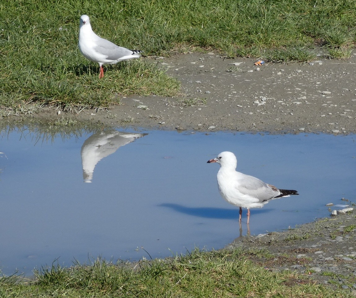 ギンカモメ（scopulinus） - ML157000951