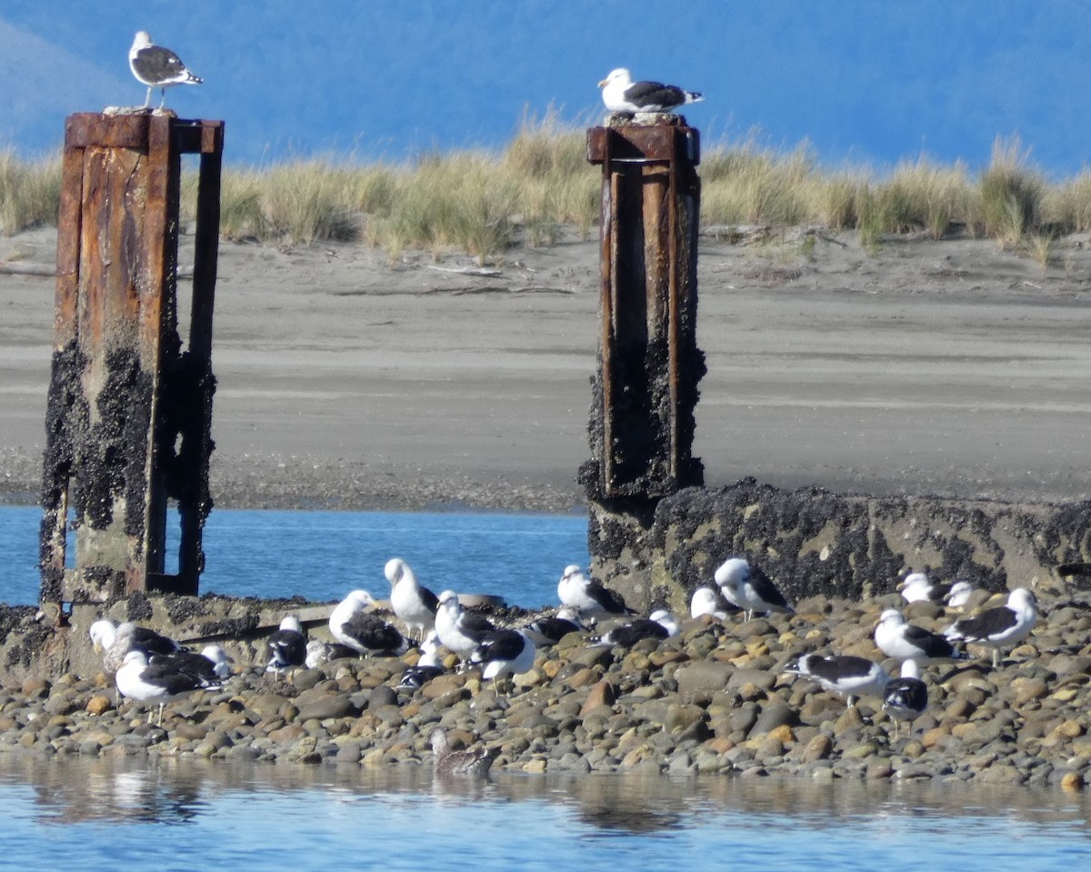 ミナミオオセグロカモメ - ML157000971
