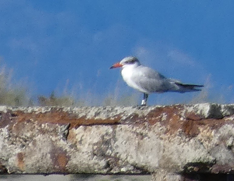 オニアジサシ - ML157000991