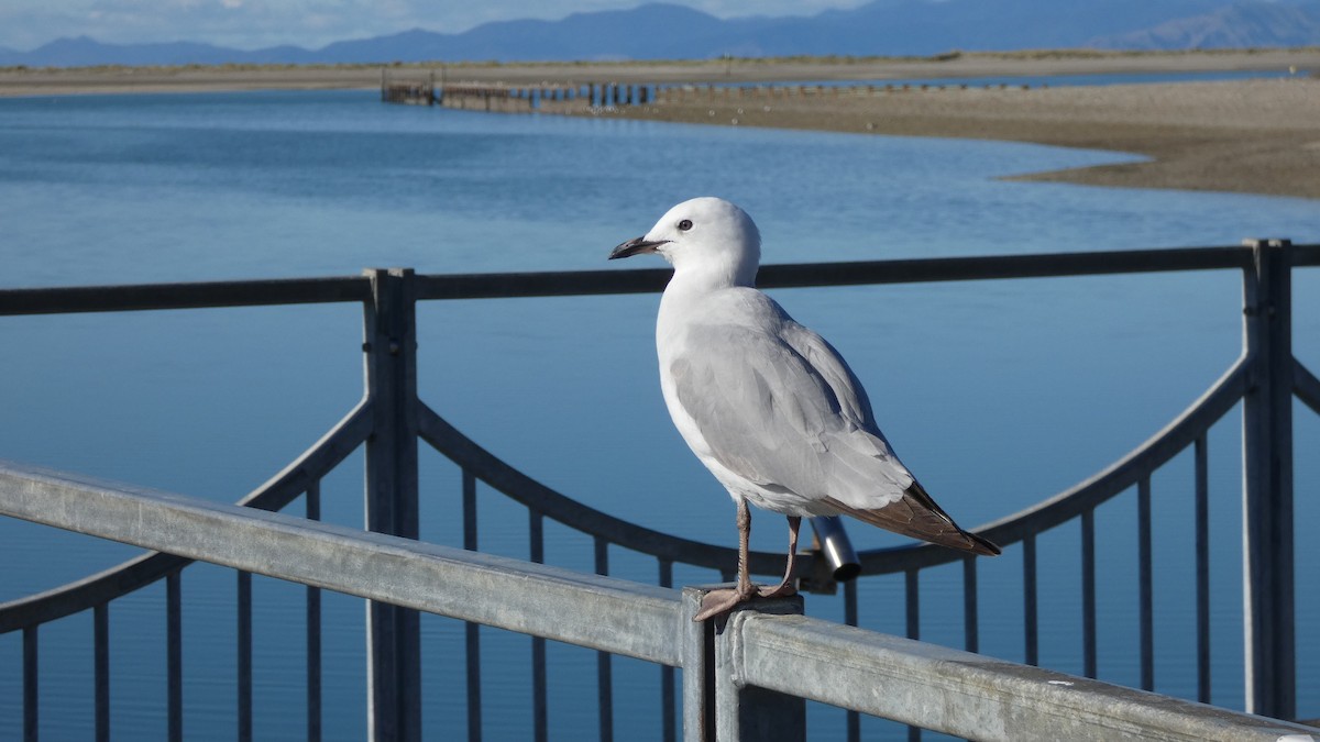 ギンカモメ（scopulinus） - ML157001311