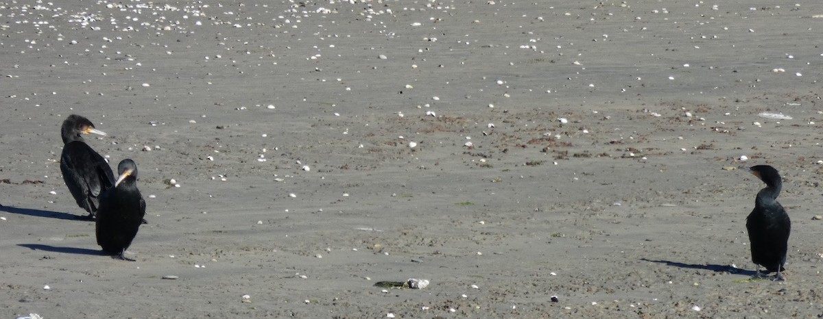 カワウ - ML157001381