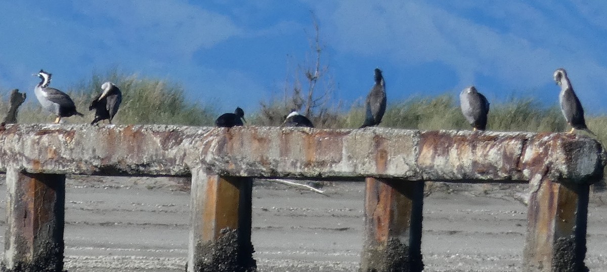 ゴマダラウ - ML157001491