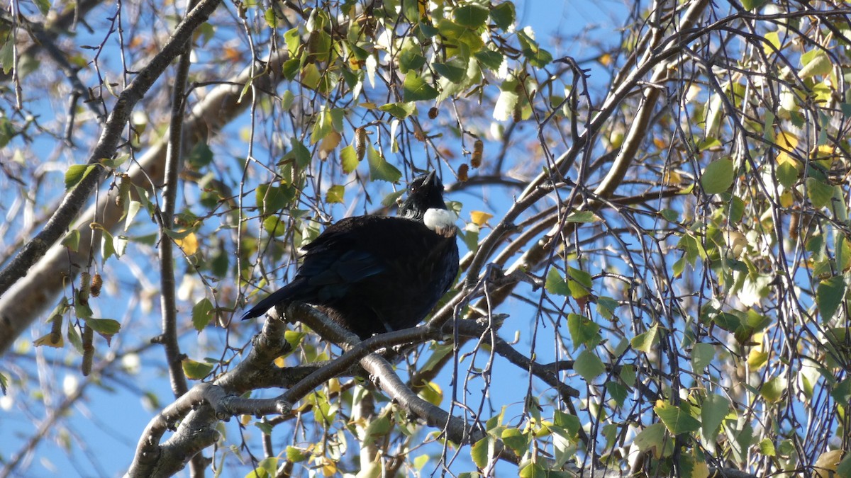 エリマキミツスイ - ML157001571