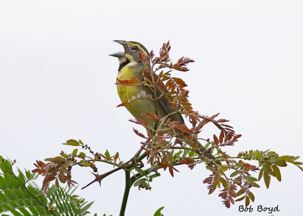 Dickcissel - ML157006321