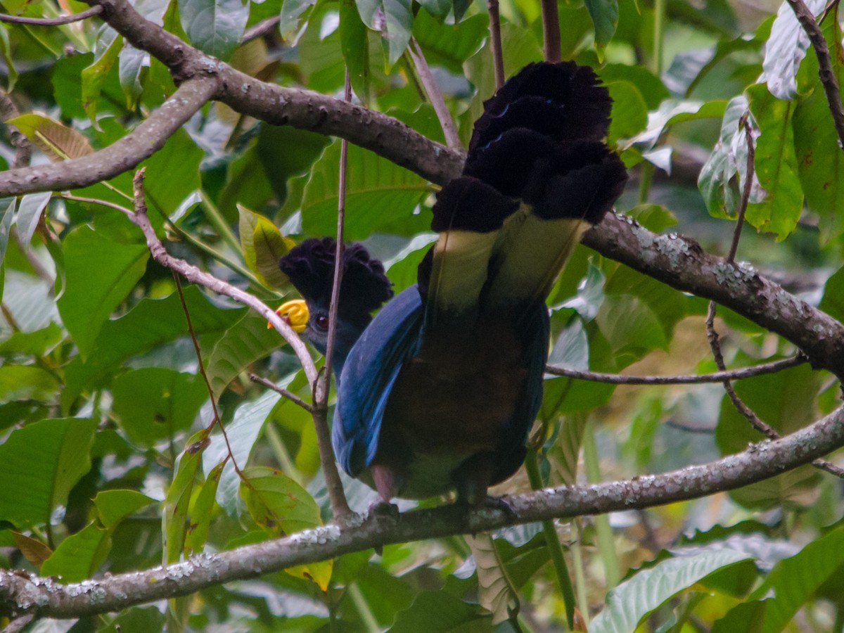 Great Blue Turaco - ML157006771