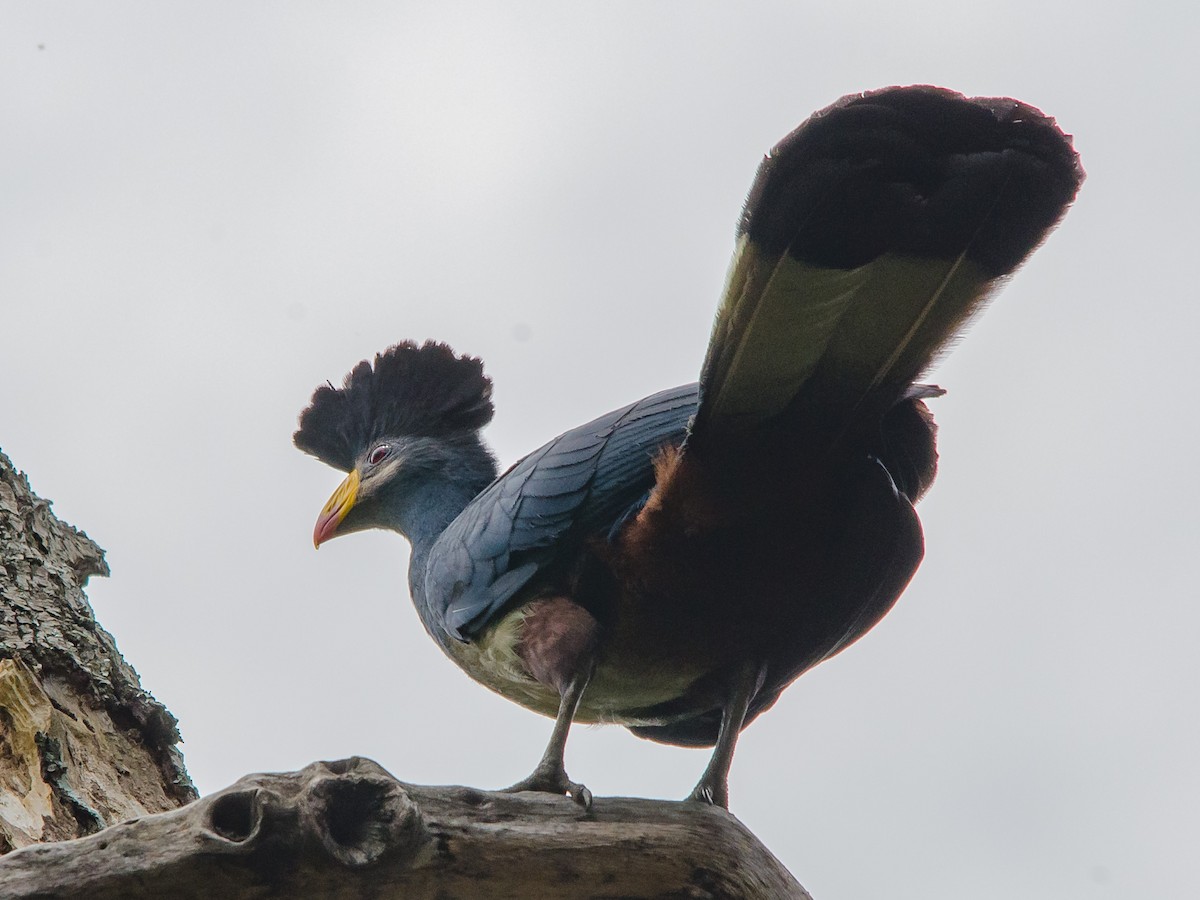 Great Blue Turaco - ML157006791