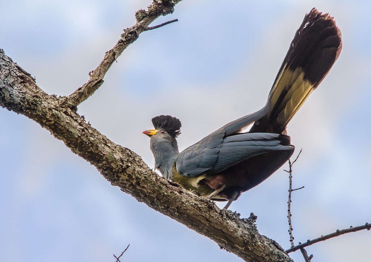 Great Blue Turaco - ML157006821