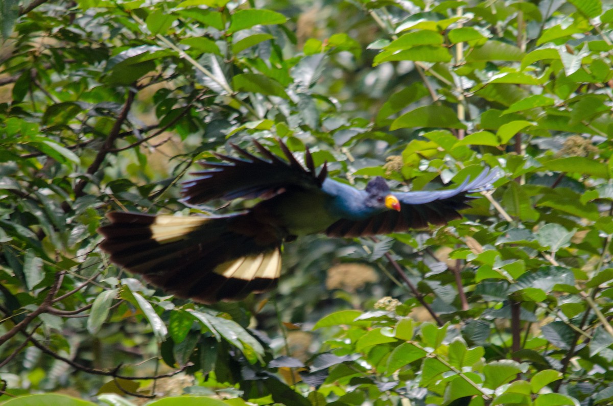Great Blue Turaco - ML157006841