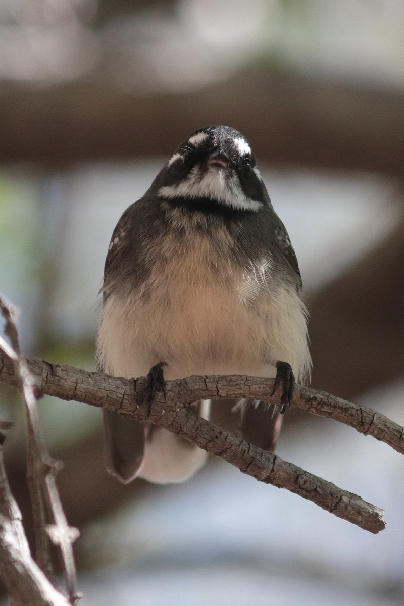 Серая веерохвостка - ML157007841