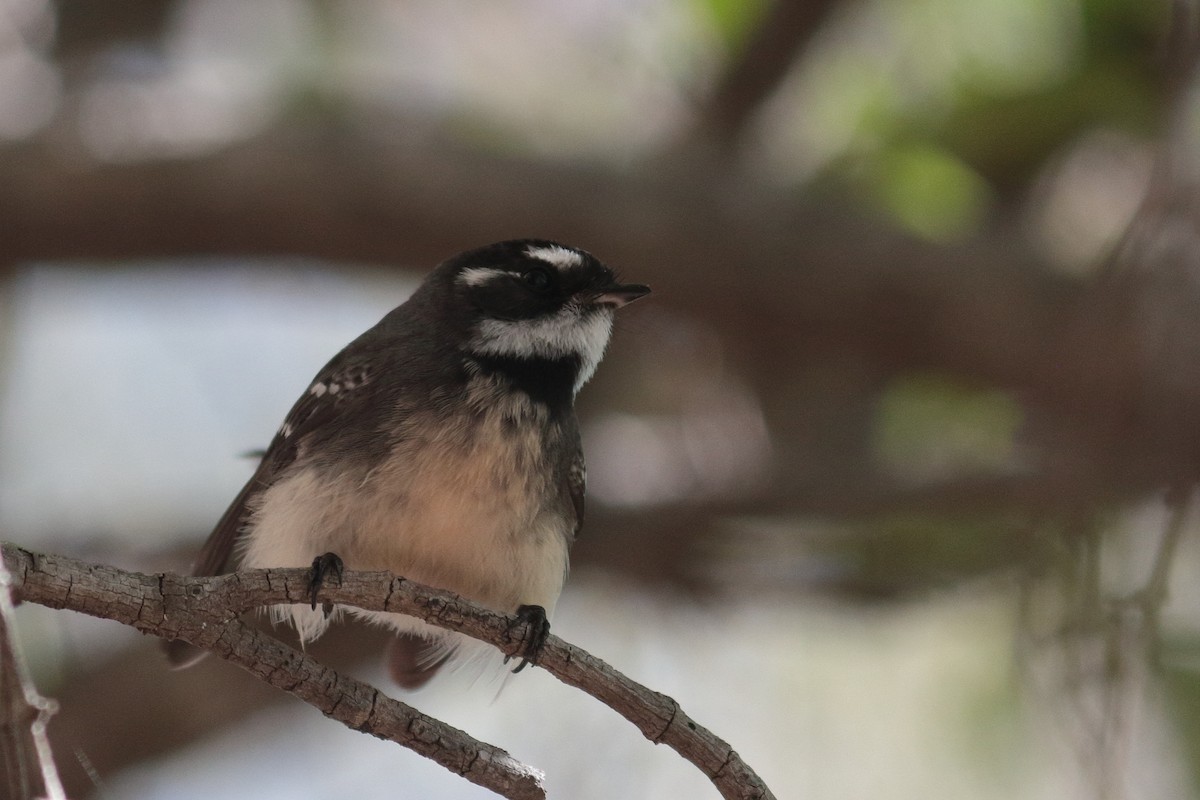 Серая веерохвостка - ML157007851