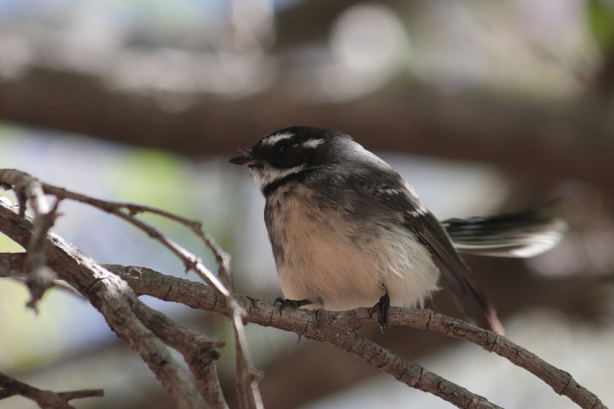 Серая веерохвостка - ML157007861