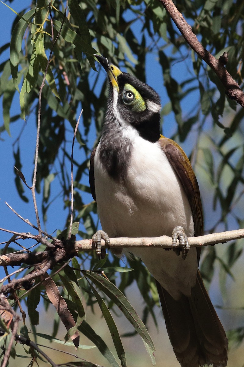 Синелицая медвянка - ML157008081