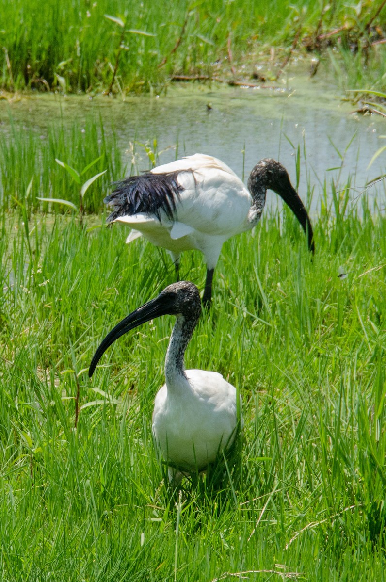 African Sacred Ibis - ML157009711