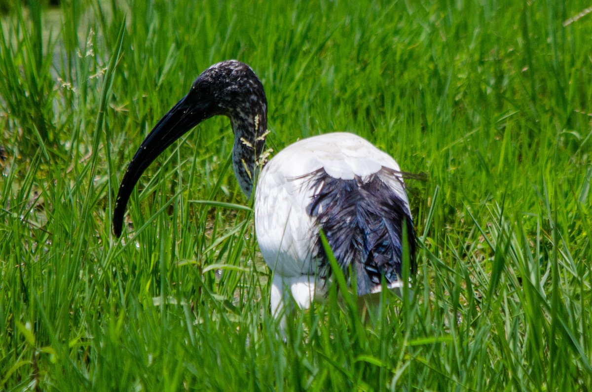 African Sacred Ibis - ML157009721