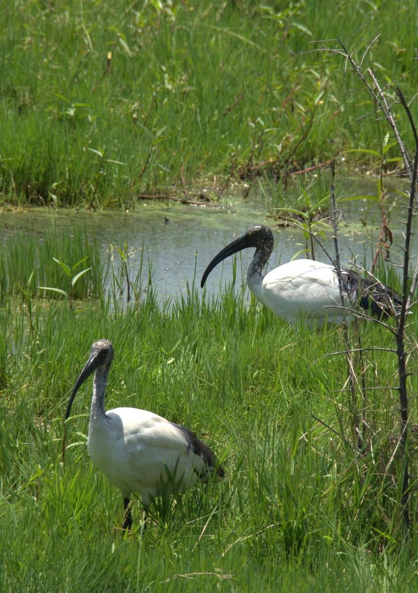 African Sacred Ibis - ML157009731